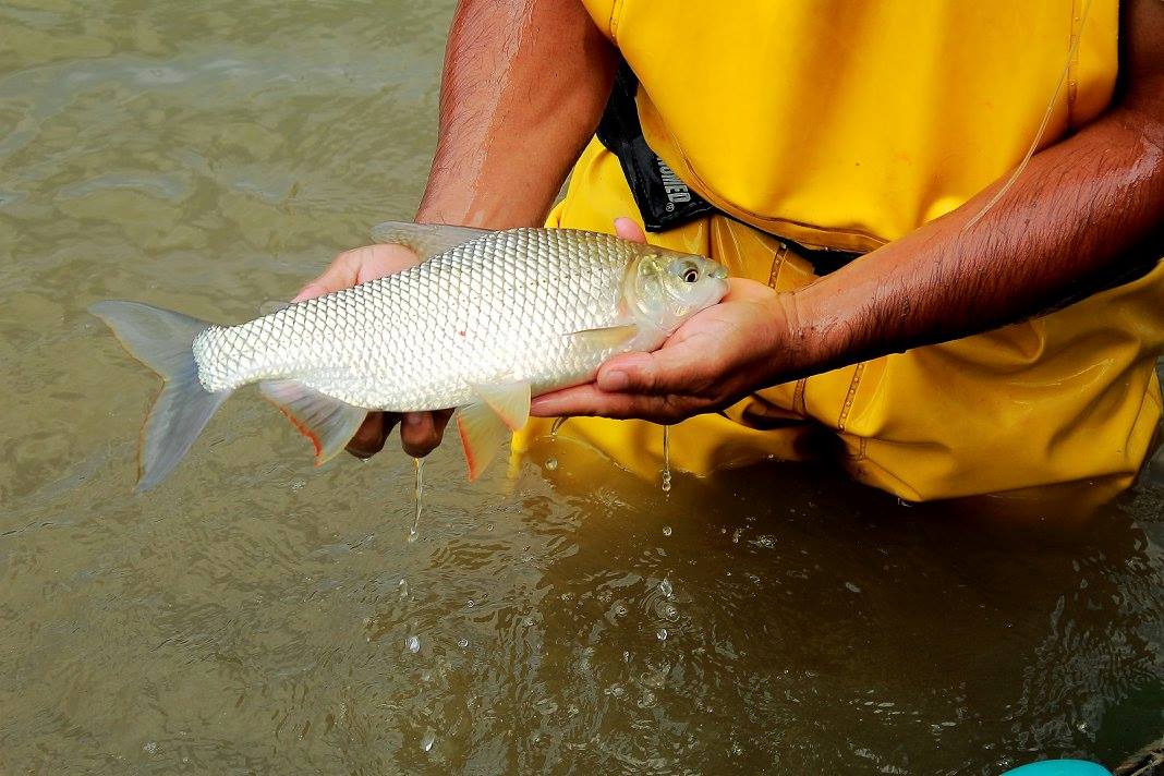 Bocachico (Prochilodus magdalenae)