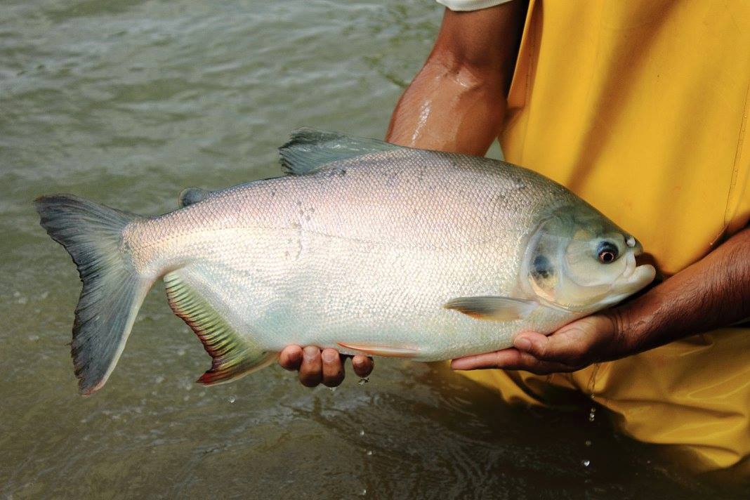 Cachama blanca (Piaractus brachypomus)