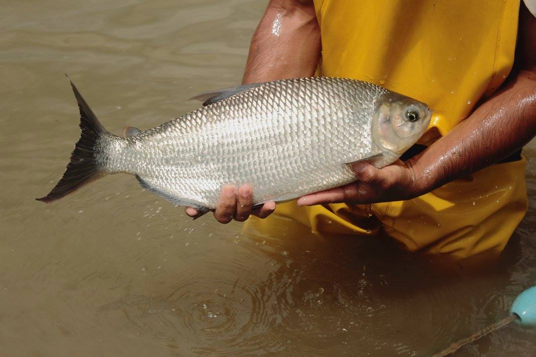 Yamú (Brycon amazonicus)